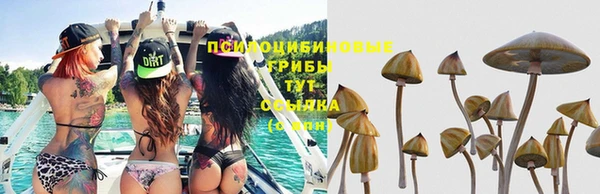 индика Майский